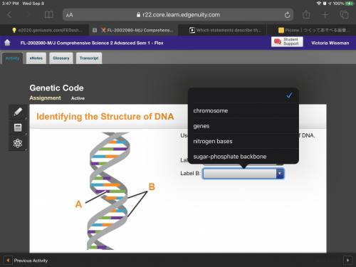 I need help ASAPUse the drop-down menus to identify the parts of DNA.