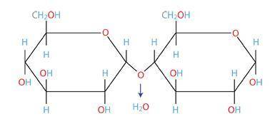Which of the following best describes this molecule?

polysaccharide
disaccharide
monosaccharide