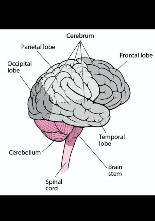What is the name of the biggest part of the human brain?