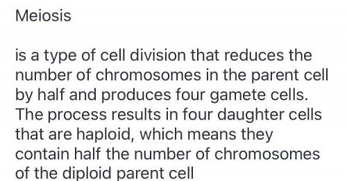 The two cells begin to divide into 4 non-identical haploid cells!