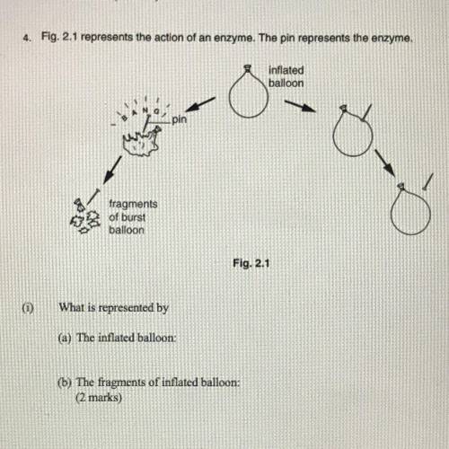 Enzymes question - Help please!!