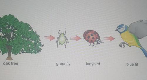 Fun Question***

Use the model to explain how these four organisms receive food matter they need t