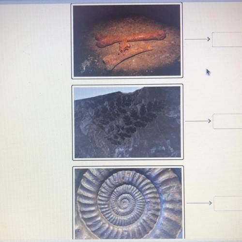 Drag the tiles to the correct boxes to complete the pairs.

Identify the types of fossils shown in