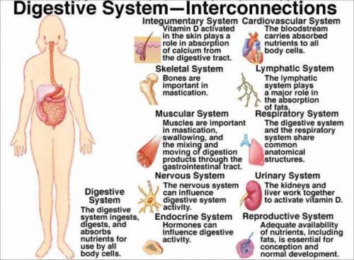 Study the illustration above. The digestive system works to ingest, digest, and absorb food that we