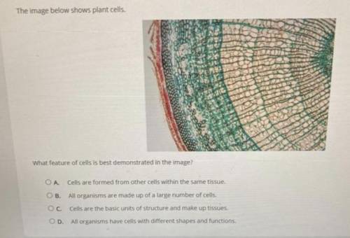 The image below shows plant cells.

what feature of cells is best demonstrated in the image?
A. ce