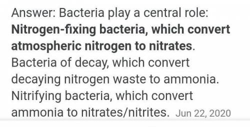 Why are bacteria a necessary part of the nitrogen cycle?