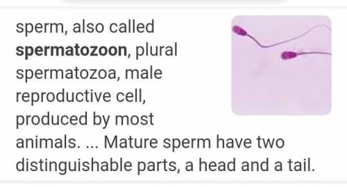 What is the scientific name of sperms??​