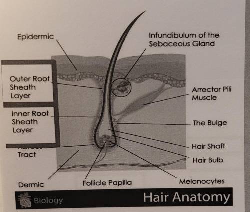 Match each part of a hair follicle with the correct label
pls pst