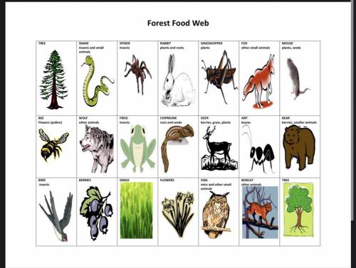 Please help. How to build a food web out of all these animals