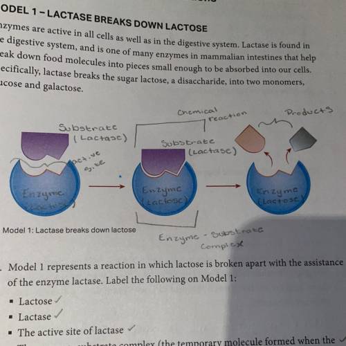 4. Describe the role the enzyme lactase played in the reaction.