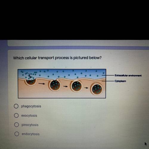 Which cellular transport process is pictured below?

Extracelular environment
Cytoplasm
phagocytos