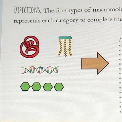 The four types of macromolecules are listed below. Identify the image that best

represents each c