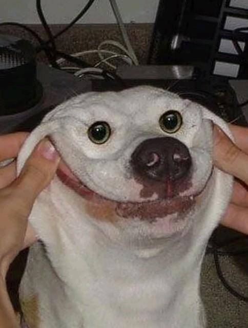 Doggo so Happ :) (his,she's,it's one of the cursed dogs)