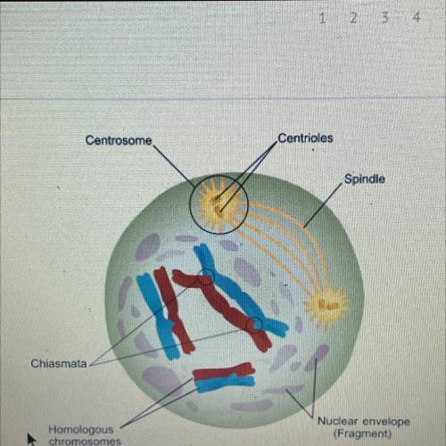 Examine the image for a step in meiosis, shown here. What is the significance of the arrangement of
