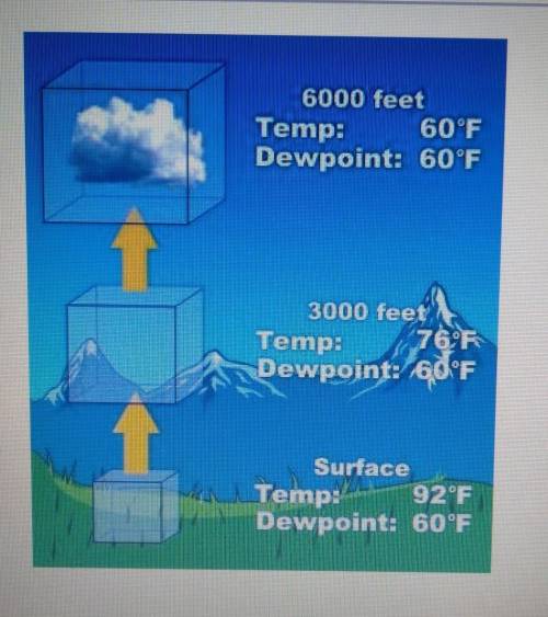 PLEASR HELP!! Warm air rises. The diagram shows that clouds form as the:

A) dew point increases.
