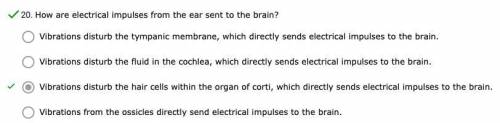 How are electrical impulses from the ear sent to the brain?