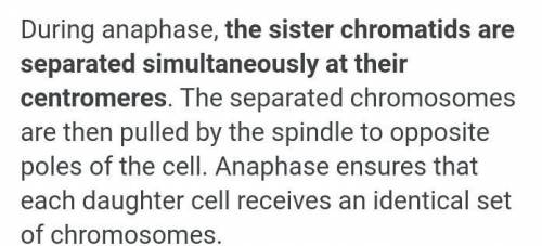 Describe the changes of cell in anaphase.