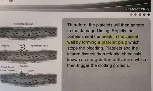 What forms when platelets seal a break in the vessel wall?