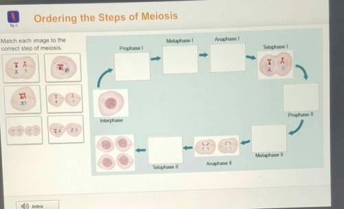 Match each image to the correct step of meiosis. Please help! I really need help with this!