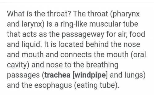 What is the tube that connects the mouth and nasal cavity to the lungs