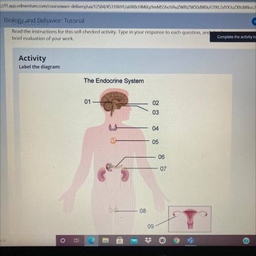 Activity
Label the diagram:
The Endocrine System