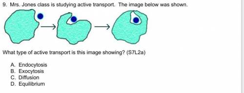 What type of active transport is the image showing