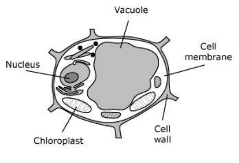 How does the cell membrane in the diagram above help to maintain the health of this cell?

A.
By b