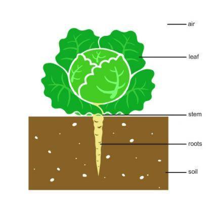 This diagram shows a simple model of how a cabbage plant grows. Explain the results of your experim
