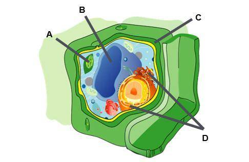 Identify organelles in a plant cell.