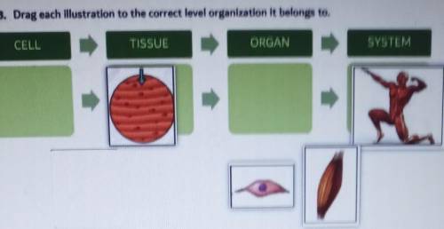 Drug each lustration to the correct level organization it belongs to CELL TISSUE ORGAN SYSTEM