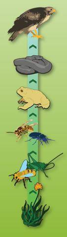 Compare the food chain and the food web below. Explain how biodiversity makes one of these more sta