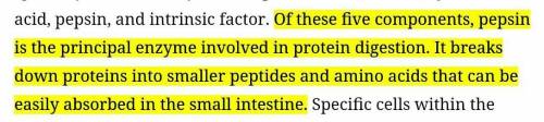 Role of mucus and pepdin in human digestive system