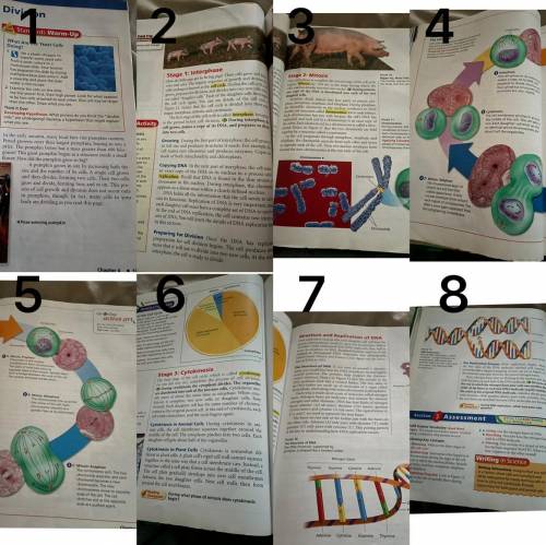 1. What

events take place during the cell cycle? 
2. How does the structure of DNA
help account f