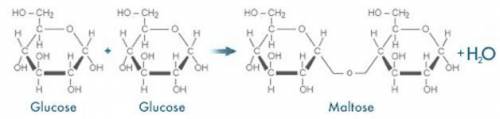 WILL GIVE BRAINLIEST!!

The diagram below shows the formation of the disaccharide maltose, which o