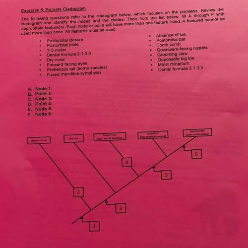 Primate cladogram? Will give brainliest, taking any answers for any of these!!