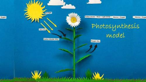 What model best shows movement of water during photosynthesis