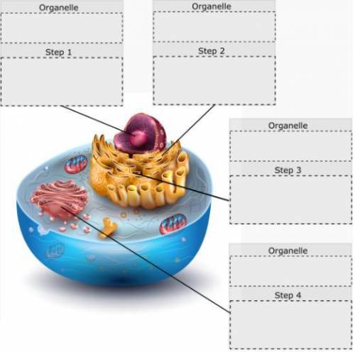 (Drag each label to the correct location on the image.)

Label the steps of protein synthesis and