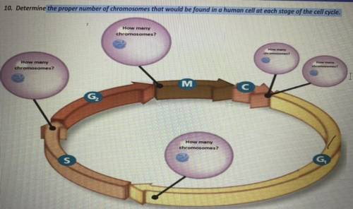 Determine the proper number of chromosomes that would be found in a human cell at each stage of the