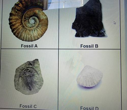 Closely examine each fossil Then, complete the table to record your observations, which should incl