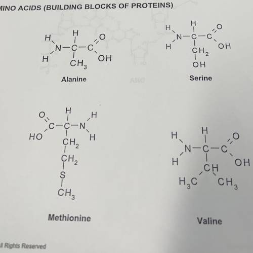 Look at the molecules on the protein page. How do you think glucose could be used to

synthesize t