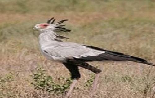 What is the national bird of Sudan?