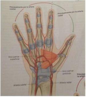 18. What are the five muscles that form a box to control the wrist?