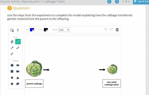 HELP ASAP Use the steps from the experiment to complete this model explaining how the cabbage t