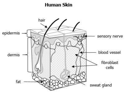 *PLEASE HELP 15 POINTS + BRAINLIEST*

The model shows the human skin, which is part of the integum