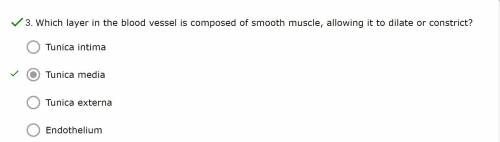 Which layer in the blood vessel is composed of smooth muscle, allowing it to dilate or constrict?