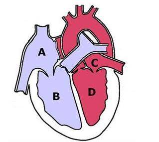 Which letters in the image represent the heart's ventricles? A. A, D B. A, C C. B, C D. B, D