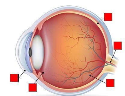 Where are the photoreceptors located inside a human eye?