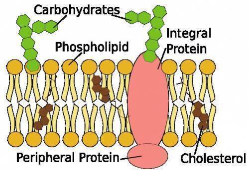 What do each of the components of a cell membrane do?

1. Carbohydrates
2. Phospholipids
3. Choles