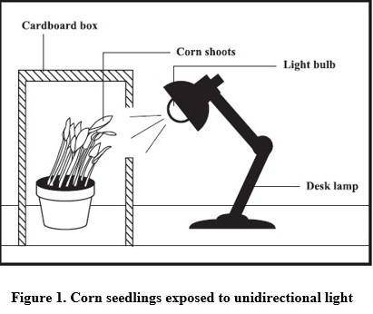 The seedlings shown in Figure 1 use all the nutrients stored in the cotyledons. Discuss the process