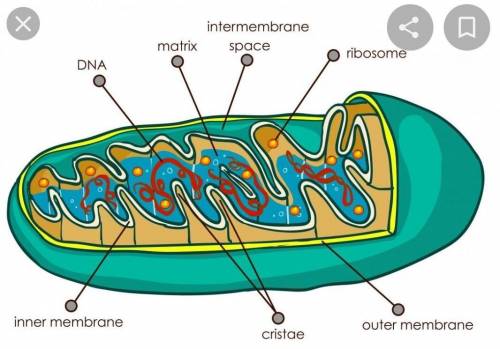 What is Mitochondria ?